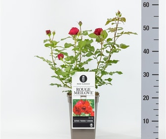 Trosroos (Rosa 'Rouge Meilove')