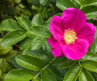 Rimpelroos (Rosa rugosa)