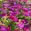 Klimroos (Rosa 'Rozengarten Zweibrucken') (BIO)