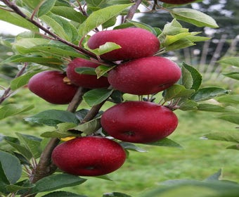 Appelboom (Malus domestica 'Rosette')