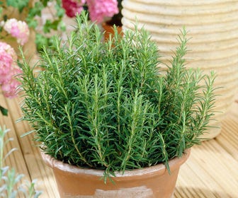 Rozemarijn (Rosmarinus officinalis)