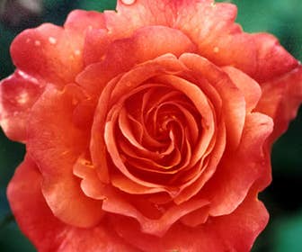 Klimroos (Rosa 'Westerland')