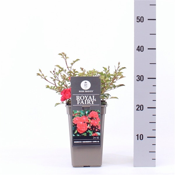 Bodembedekkende roos (Rosa 'Royal Fairy') 