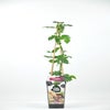 Zwarte doornloze braam (Rubus fruticosus 'Navaho'®)