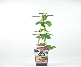 Zwarte doornloze braam (Rubus fruticosus 'Navaho'®)