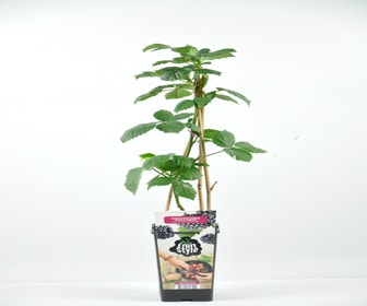 Braam (Rubus frut. 'Triple Crown')