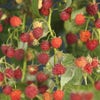 Framboos (Rubus idaeus 'Autumn Bliss')