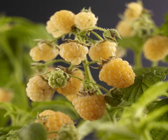 Framboos (Rubus idaeus 'Fallgold')