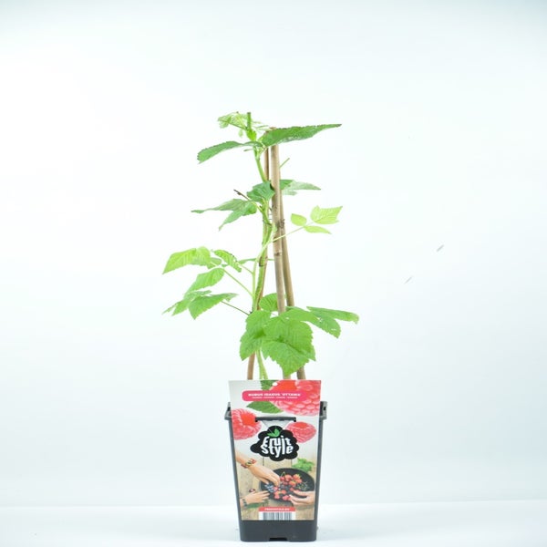 Rode Framboos (Rubus idaeus ‘Himbo Top’®) 