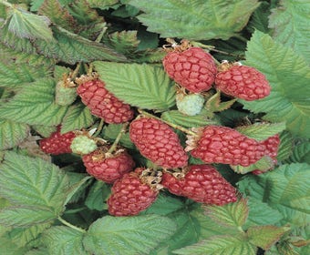Loganbes (Rubus fruticosus 'Loganberry')