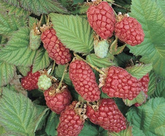 Loganbes (Rubus fruticosus 'Loganberry')