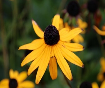 Zonnehoed (Rudbeckia fulgida 'Goldsturm') BIO