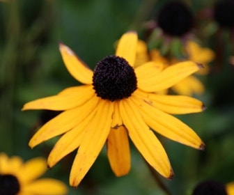 Zonnehoed (Rudbeckia fulgida 'Goldsturm') BIO