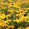 Zonnehoed (Rudbeckia fulgida 'Goldsturm')