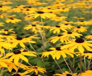 Zonnehoed (Rudbeckia fulgida 'Goldsturm')