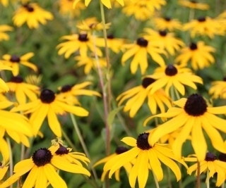 Zonnehoed (Rudbeckia fulgida 'Goldsturm')