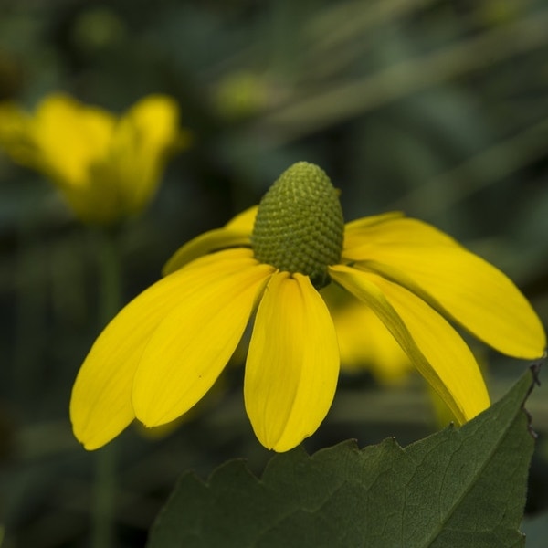 Zonnehoed (Rudbeckia nitida 'Herbstsonne')