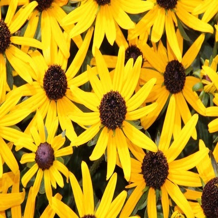 Zonnehoed (Rudbeckia fulgida 'Little Goldstar') Bio