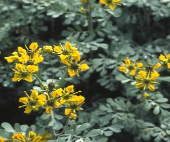 Wijnruit (Ruta graveolens)