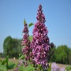 Sering (Syringa vulgaris 'Ruhm von Horstenstein')