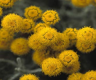 Heiligenbloem (Santolina chamaecyparissus)
