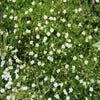 Vetmuur (Sagina subulata)