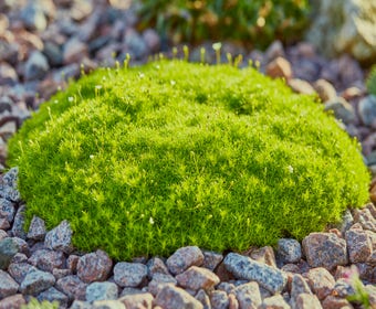 Vetmuur (Sagina subulata 'Aurea')