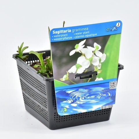 Sagittaria graminea 18 cm mand