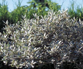 Wilg (Salix helvetica)