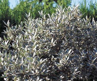 Wilg (Salix helvetica)