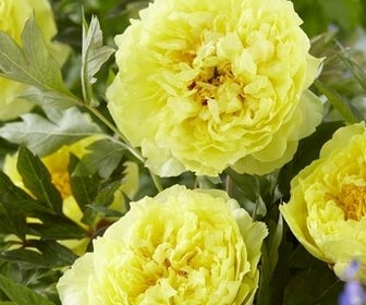 Pioenroos (Paeonia Itoh Rich and Sparkling® 'Saint-Tropez')
