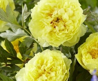 Pioenroos (Paeonia Itoh Rich and Sparkling® 'Saint-Tropez')