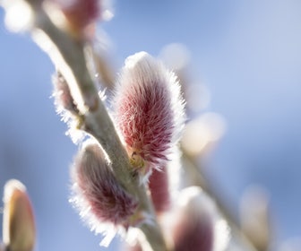 Roze katjeswilg (Salix gracilistyla 'Mount Aso')