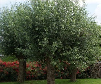 Knotwilg (Salix alba)