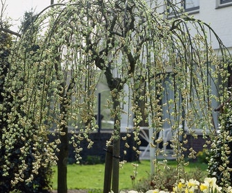 Treurwilg op stam (Salix caprea 'Kilmarnock')