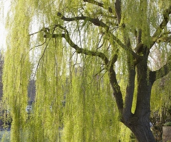 Treurwilg (Salix sepulcralis 'Chrysocoma')