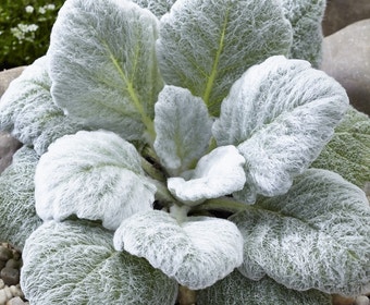 Zilversalie (Salvia argentea)