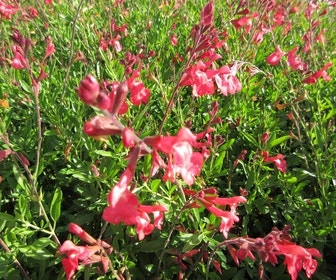 Salie (Salvia greggii 'Lipstick')