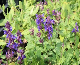 Salie (Salvia nemorosa 'Night Field')