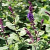 Salie (Salvia nemorosa 'Caradonna') BIO