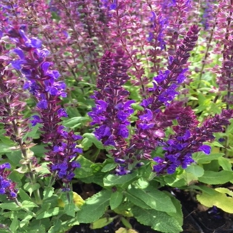 Salie (Salvia nemorosa 'Blaukonigin')