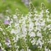 Salie (Salvia nemorosa 'Schneehugel') BIO