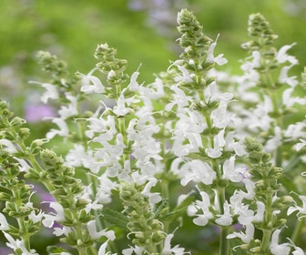 Salie (Salvia nemorosa 'Schneehugel') BIO