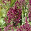 Salie (Salvia nemorosa 'Schwellenburg')