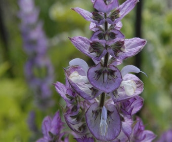 Salie (Salvia sclarea)