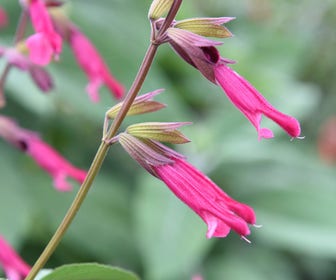 Salie (Salvia 'Wendy's Wish')