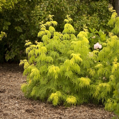 Sambucus racemosa 'Lemony Lace'