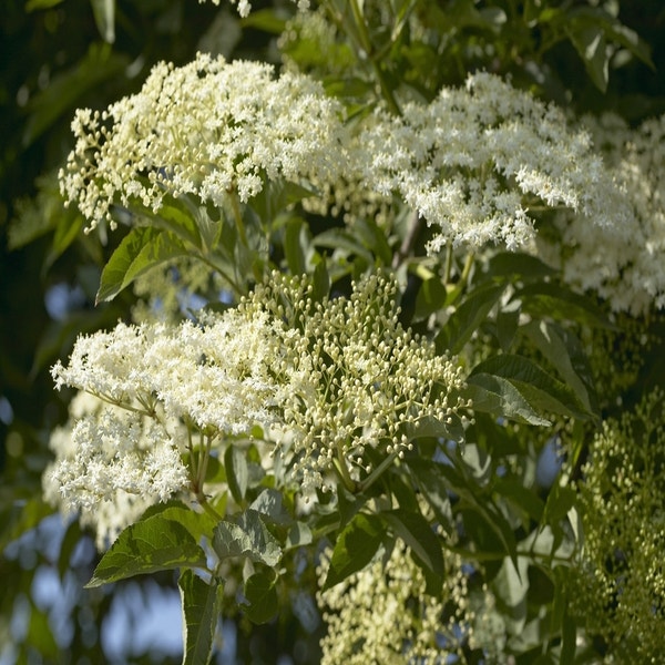 Sambucus nigra (Vlier)
