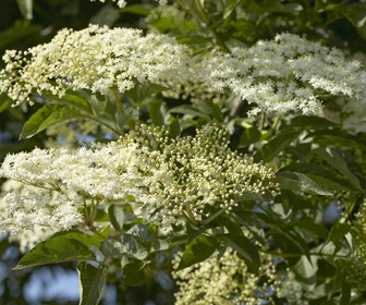 Vlier (Sambucus nigra)