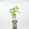Zwarte Vlierbes (Sambucus Nigra ‘Haschberg’)